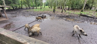 SZ-Hattstedt-Tierpark_11