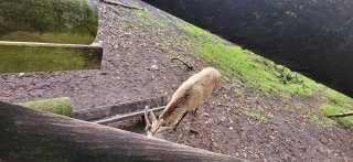 SZ-Hattstedt-Tierpark_4